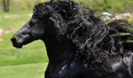 马配马视频,一场跨越时空的浪漫邂逅